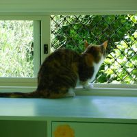04-homestead-cattery-ashhurst-palmerston-north-6.jpg