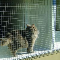 06-homestead-cattery-ashhurst-palmerston-north-7.jpg