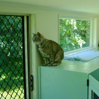 04-homestead-cattery-ashhurst-palmerston-north-5.jpg