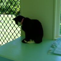 04-homestead-cattery-ashhurst-palmerston-north-8.jpg