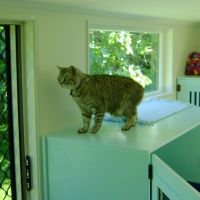 04-homestead-cattery-ashhurst-palmerston-north-4.jpg